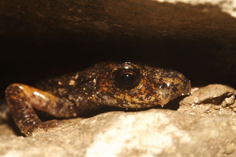 Corteggiamento geotritoni?? Hydromantes italicus